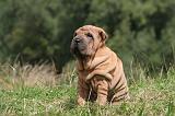 SHAR-PEI 816